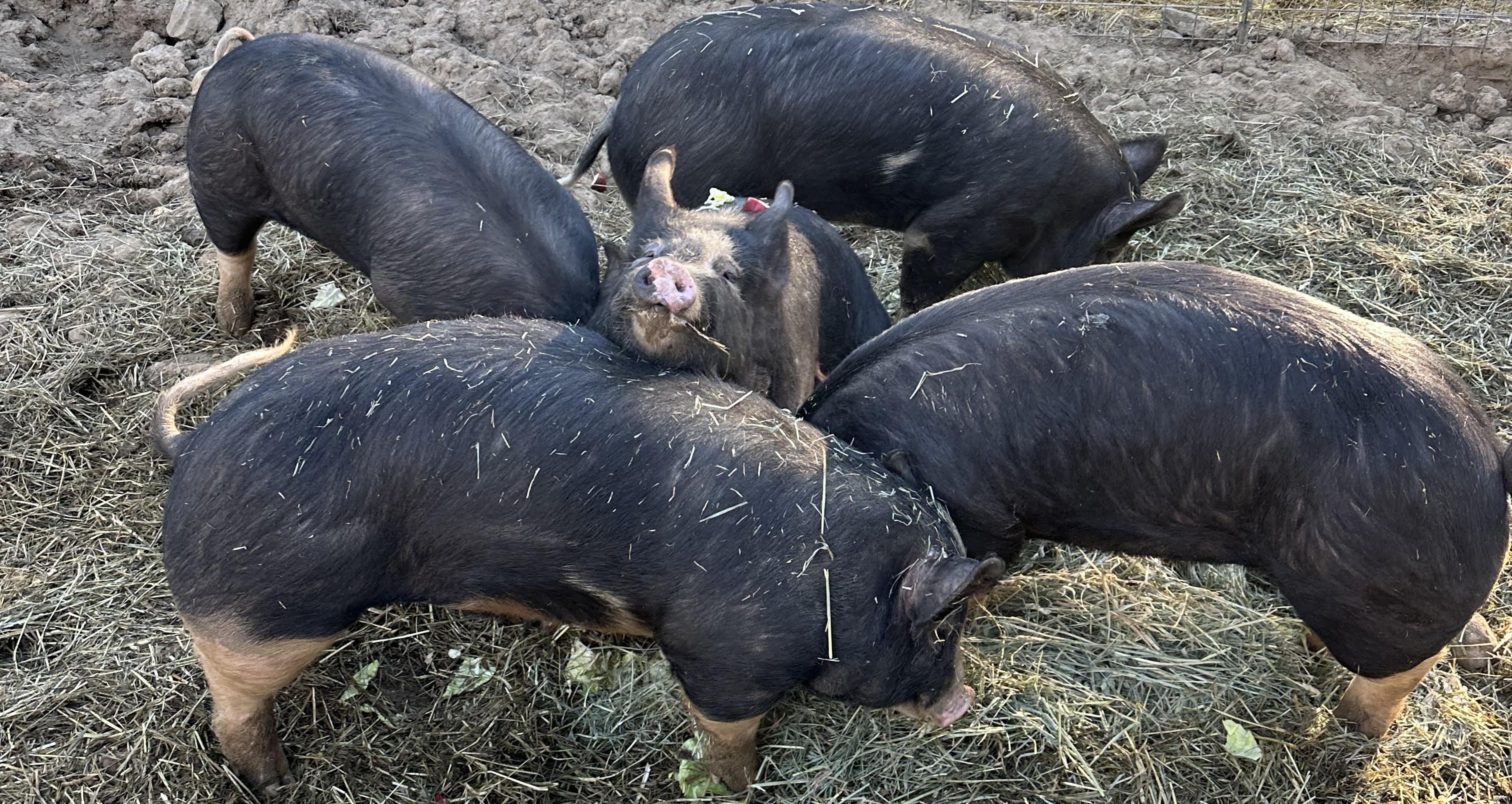Five big piggies hanging together on the ranch