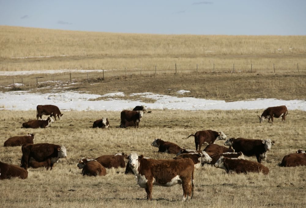 Wide winter cattle system scene illustrating the overall winter environment