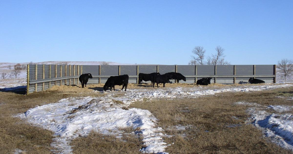 Dry winter footing conditions for cattle