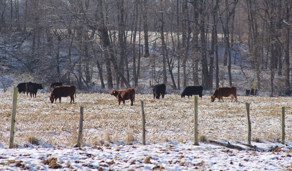 Healthy cattle feeding behavior in winter