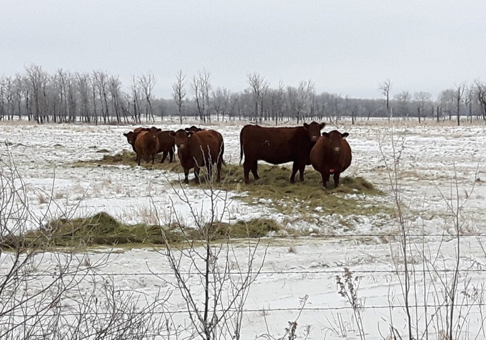 Closing wide winter cattle system scene