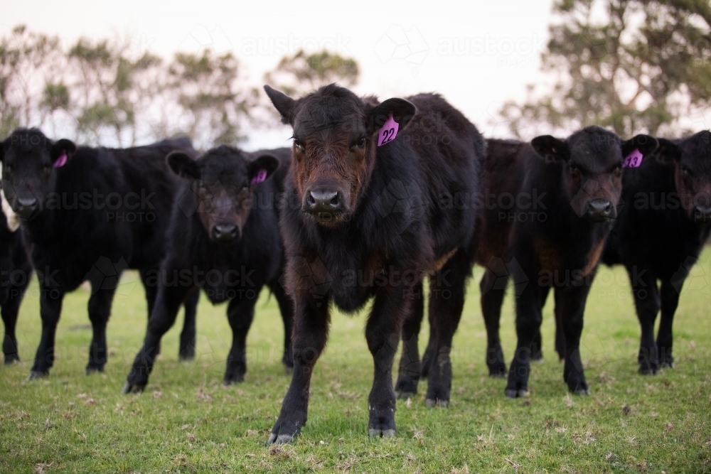 Black Angus calves near a pasture gate